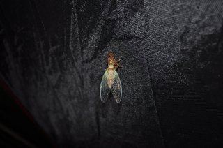 DSC_0254.JPG